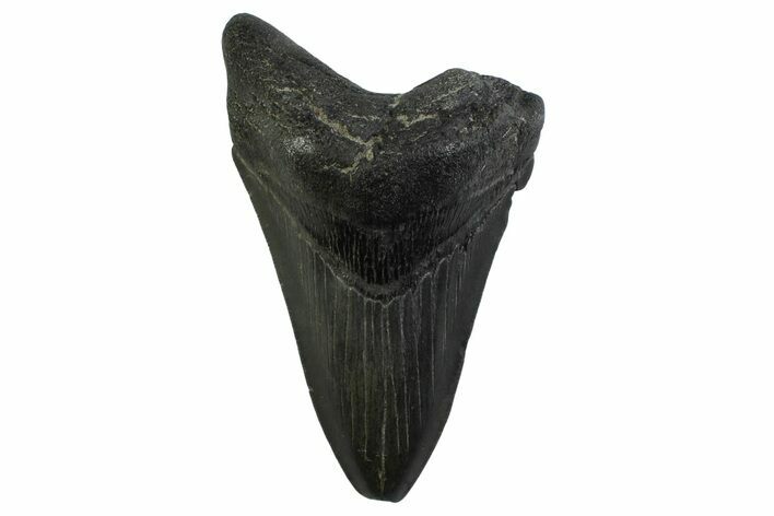 Fossil Megalodon Tooth - Georgia #338680